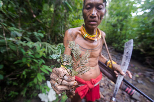 Mentawai shaman gathering medicinal plants in the rainforest