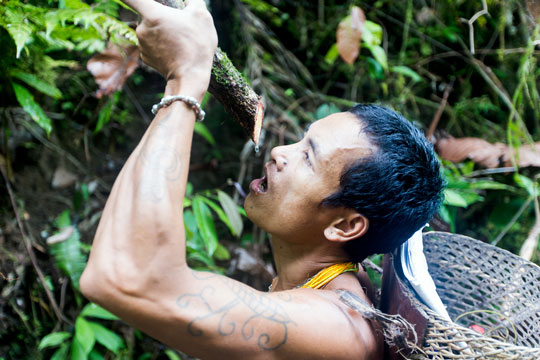 Mentawai man drinking water from a vine in the Siberut rainforest